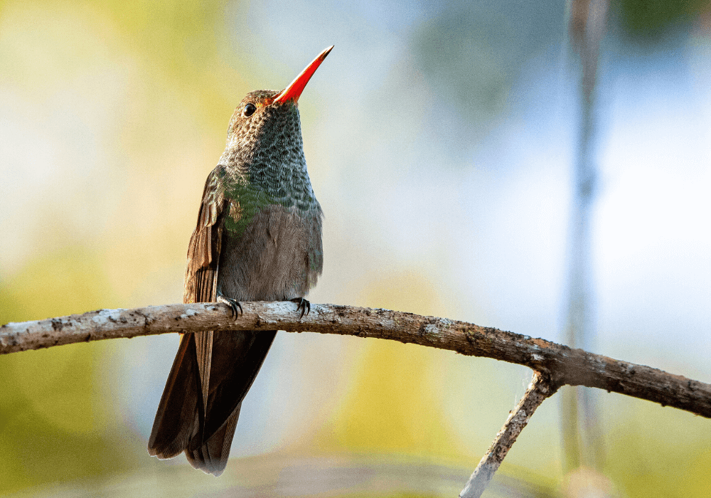 Un colibri au bec orange sur une branche d'arbre